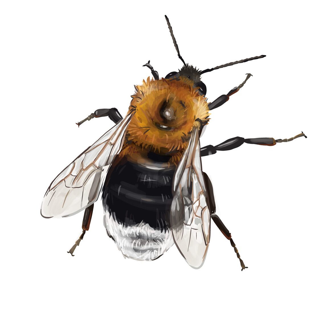 1_Bombus_hypnorum.jpg