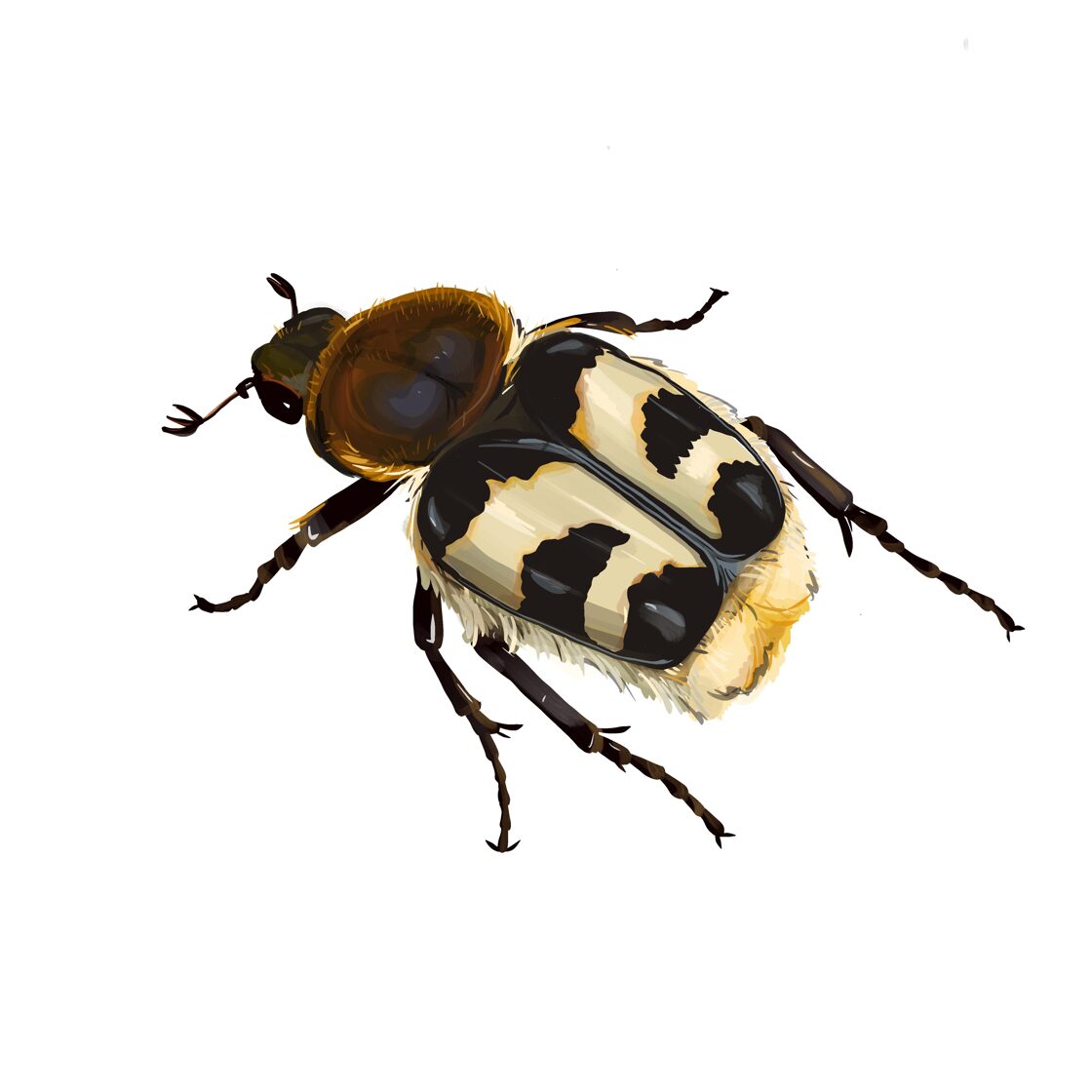 6_Trichius_fasciatus.jpg