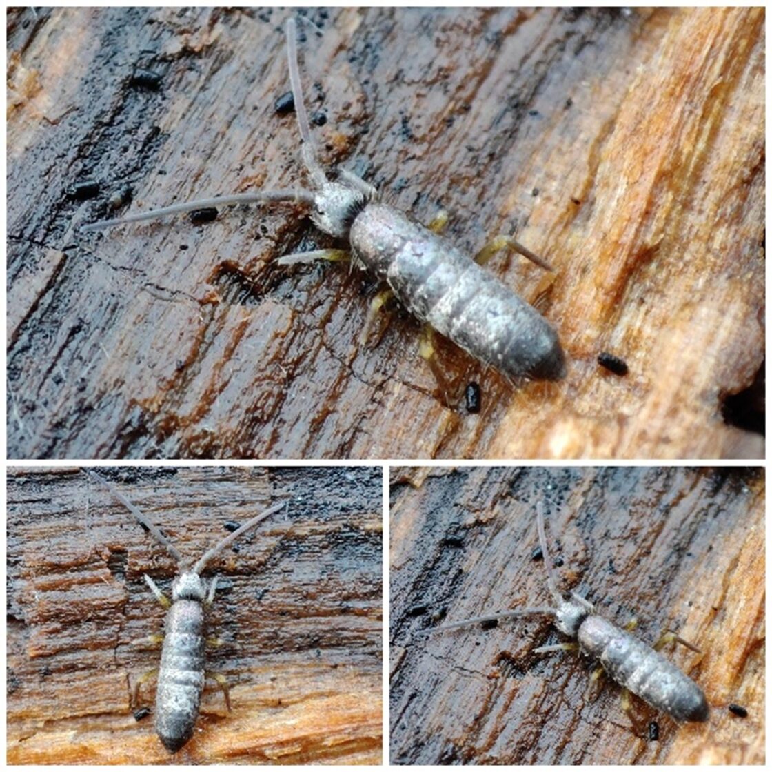 collembola3.jpg